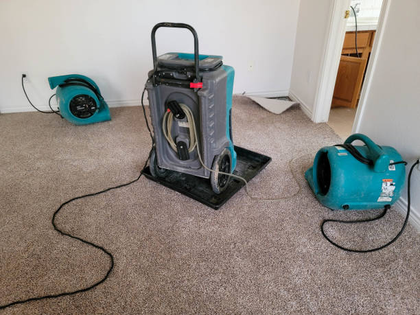 Best Mold removal after water damage  in Pocahontas, AR